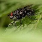 Voria Kynouria Fliege aus der Familie Tachinidae