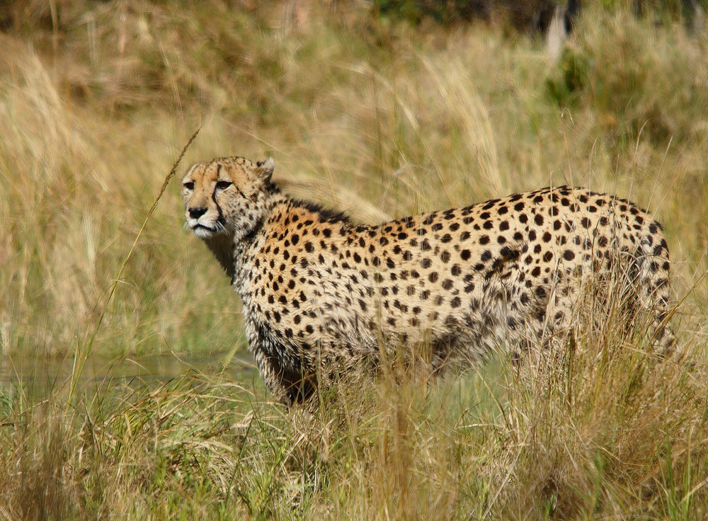 Voriges Jahr in Moremi