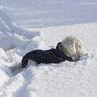 Voriges Jahr um diese Zeit.. sah der Winter  noch nach Winter aus.