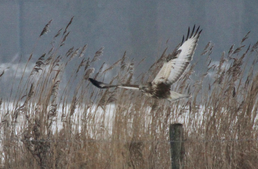 Vorj. Raufußbussard