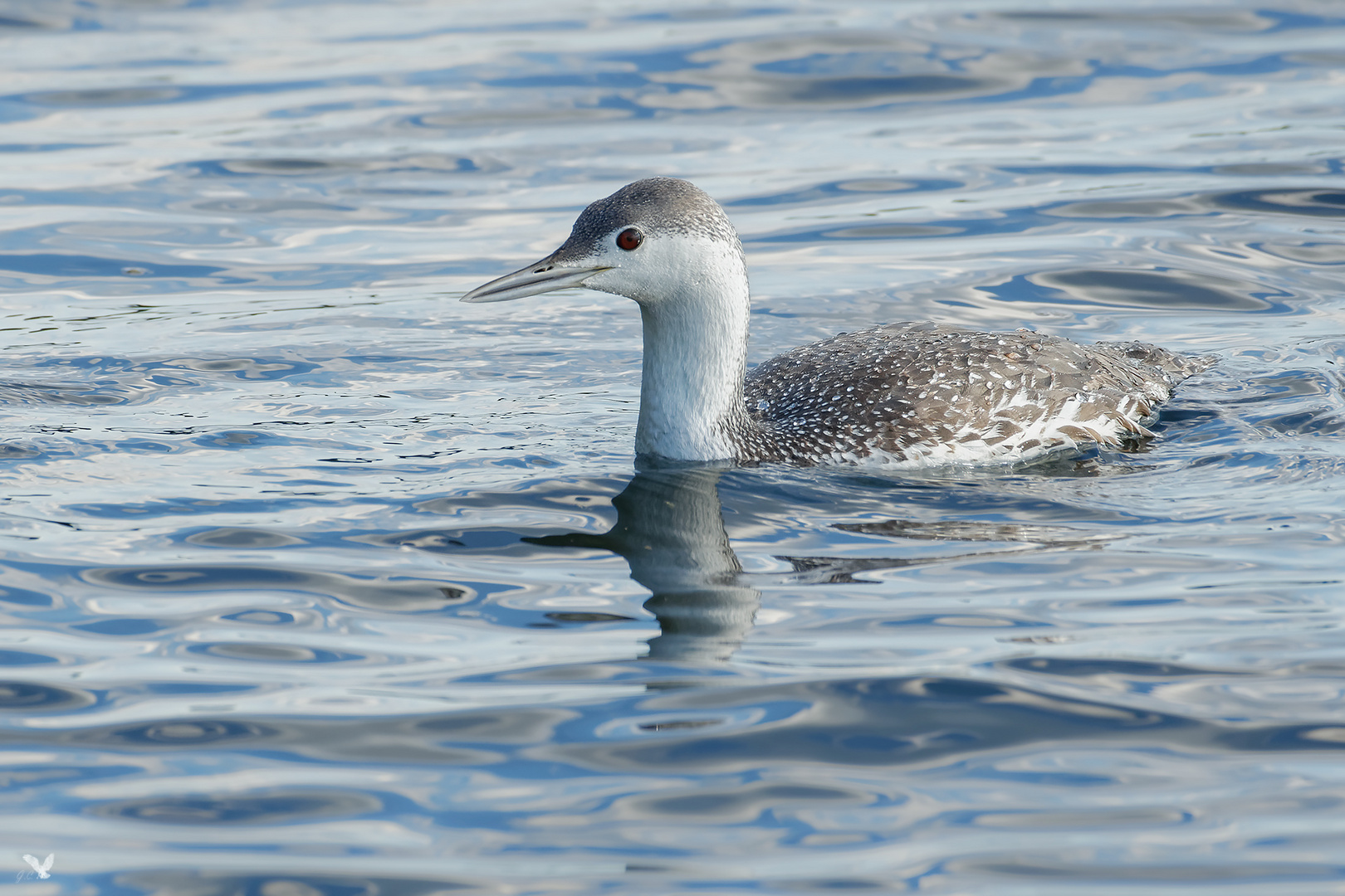 vorjähriger Sterntaucher (Gavia stellata) ... Bild 1