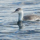 vorjähriger Sterntaucher (Gavia stellata) ... Bild 1