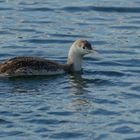 vorjähriger Sterntaucher (Gavia stellata) ... Bild 2