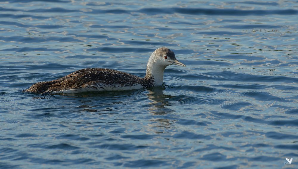 vorjähriger Sterntaucher (Gavia stellata) ... Bild 2