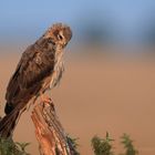 vorjähriges Wiesenweihenweibchen