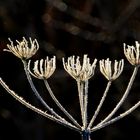 Vorjahresblüten zum frühen Frühlingsanfang