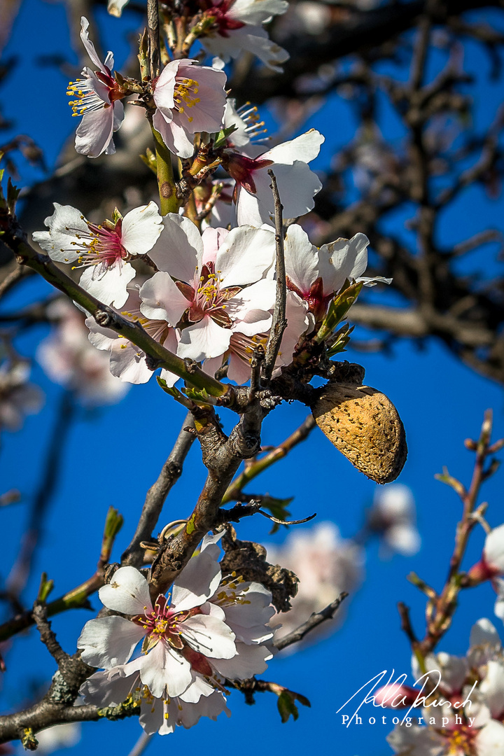 Vorjahresmandel und zarte Blüten