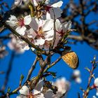 Vorjahresmandel und zarte Blüten