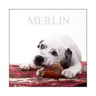 Vorläufig letztes Bild von Merlin