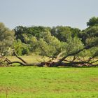 Vorläufiges Ende an der Mulde