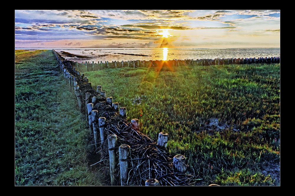 Vorland bei Galmsbüllkoog/Nordfriesland (5)