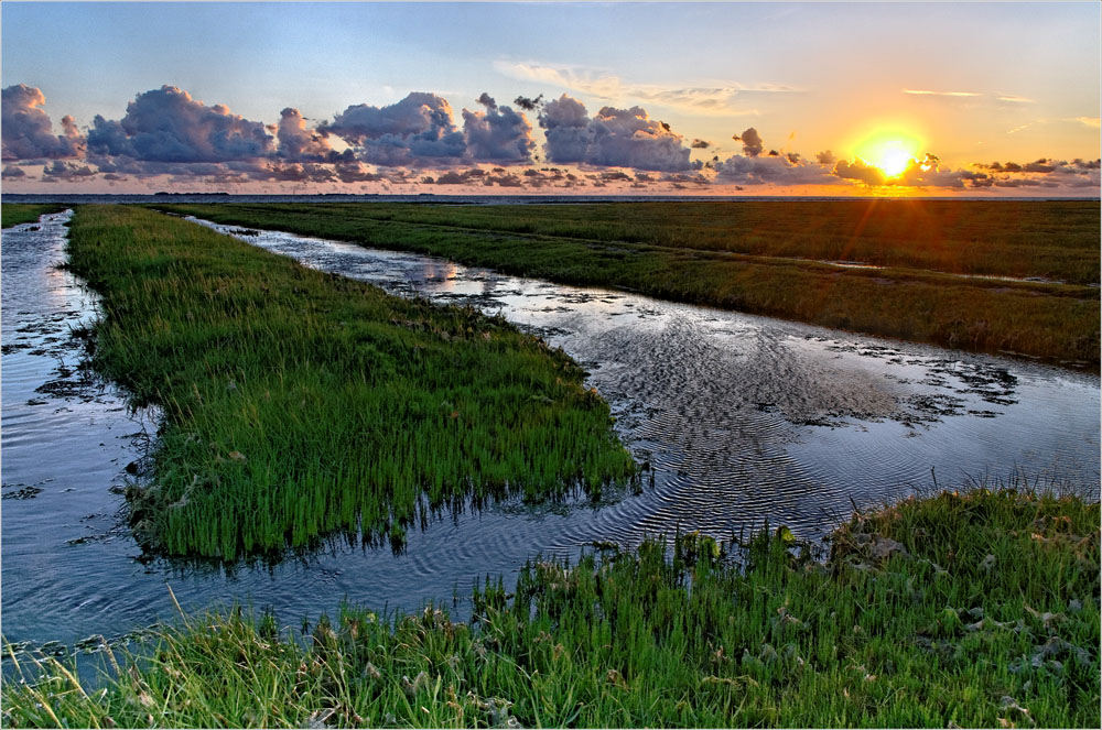 Vorland bei Galmsbüllkoog/Nordfriesland