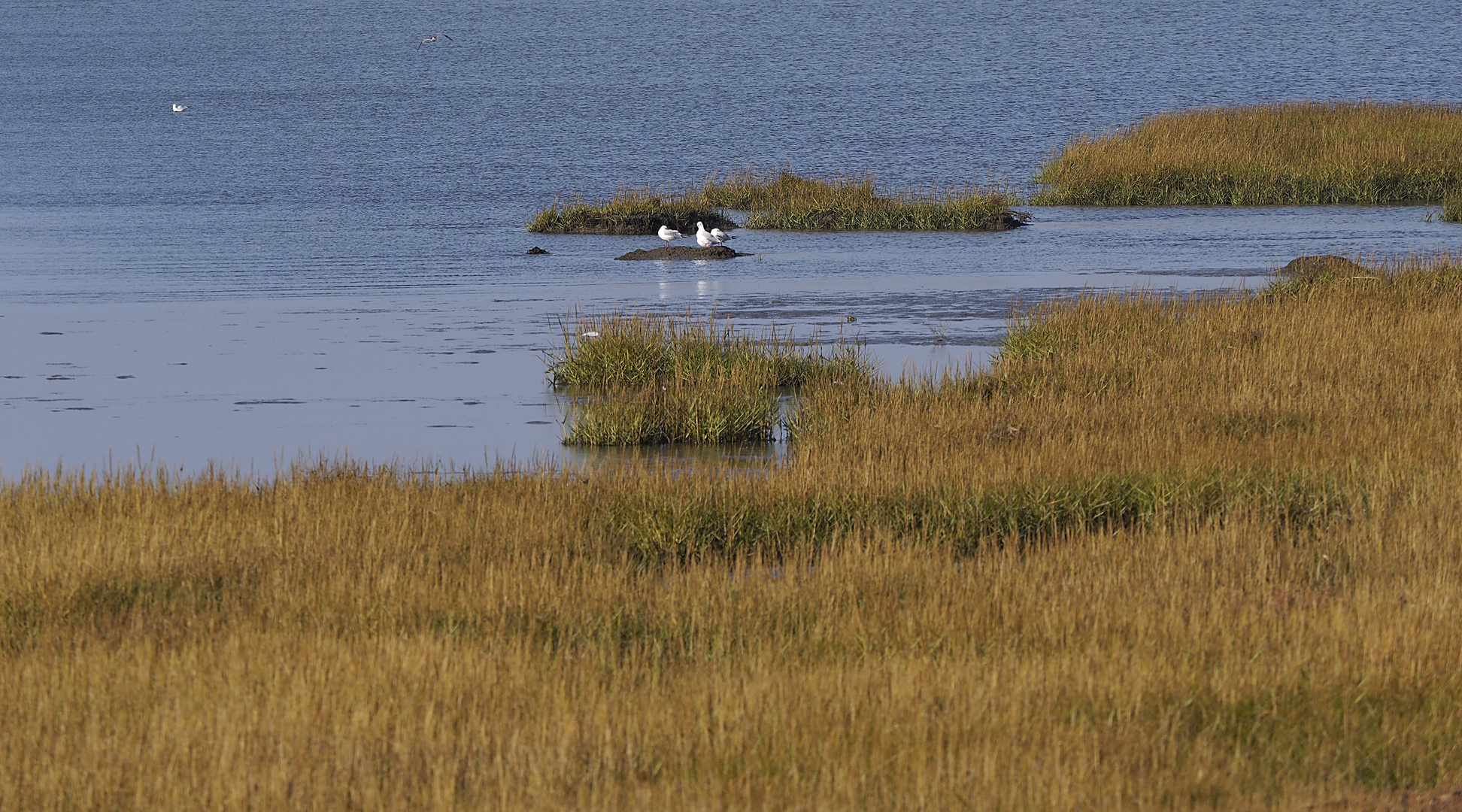 Vorlandkanten zum Watt vor Spieka-Neufeld (südl. von Cuxhaven)