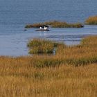 Vorlandkanten zum Watt vor Spieka-Neufeld (südl. von Cuxhaven)