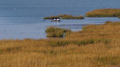 Vorlandkanten zum Watt vor Spieka-Neufeld (südl. von Cuxhaven)