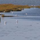 Vorlandkanten zum Watt vor Spieka-Neufeld (südl. von Cuxhaven)