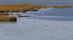 Vorlandkanten zum Watt vor Spieka-Neufeld (südl. von Cuxhaven)