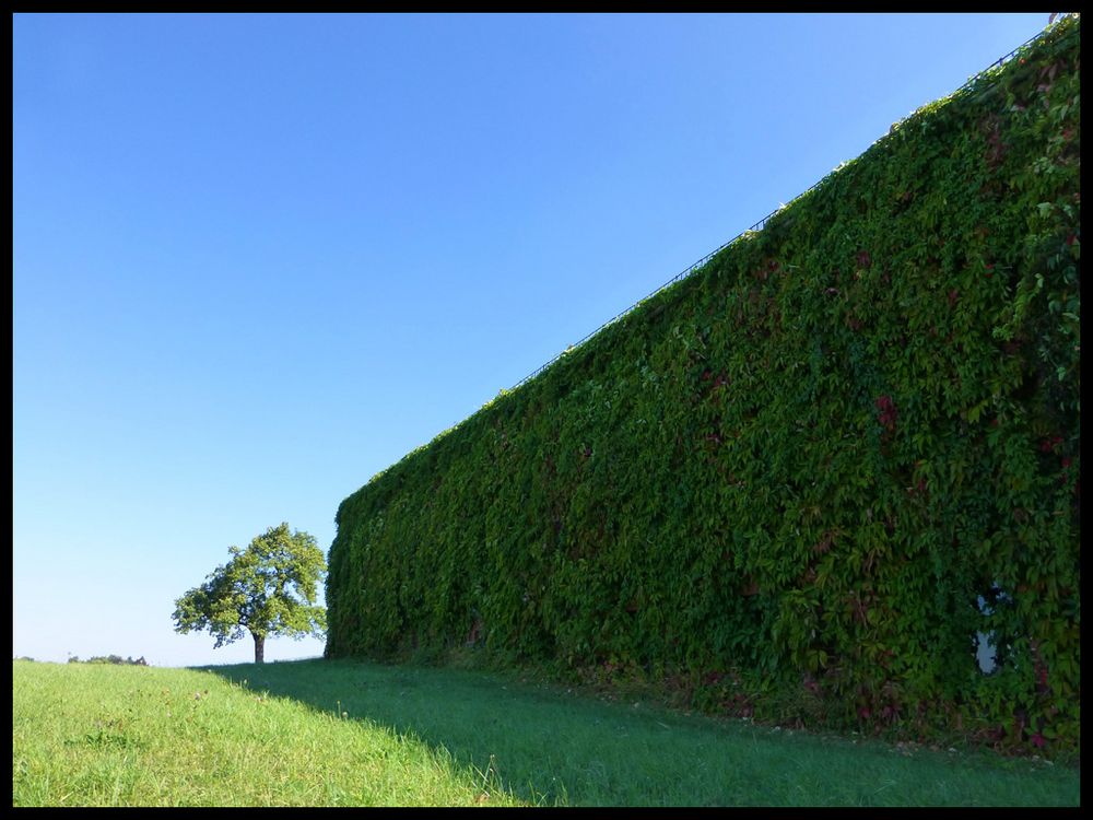 Vorm Birnbaum .. die Rankenmauer