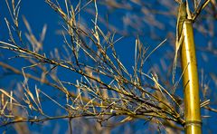 Vorm blauen Himmel