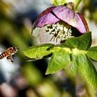 Vorm Landeanflug