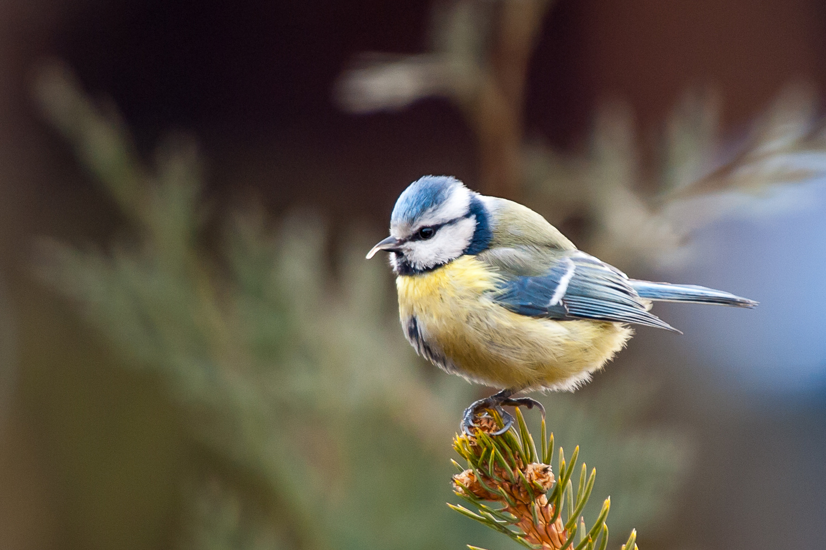 Vorm Vogelhäuschen