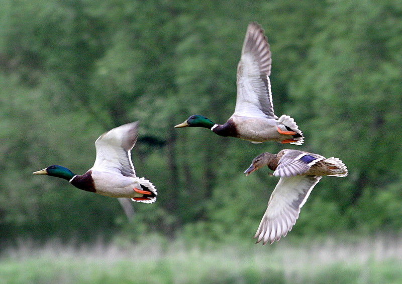 VORMATIONSFLUG