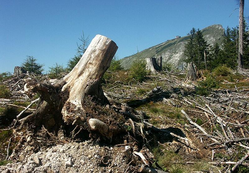 Vormaueralm mit Schafberg