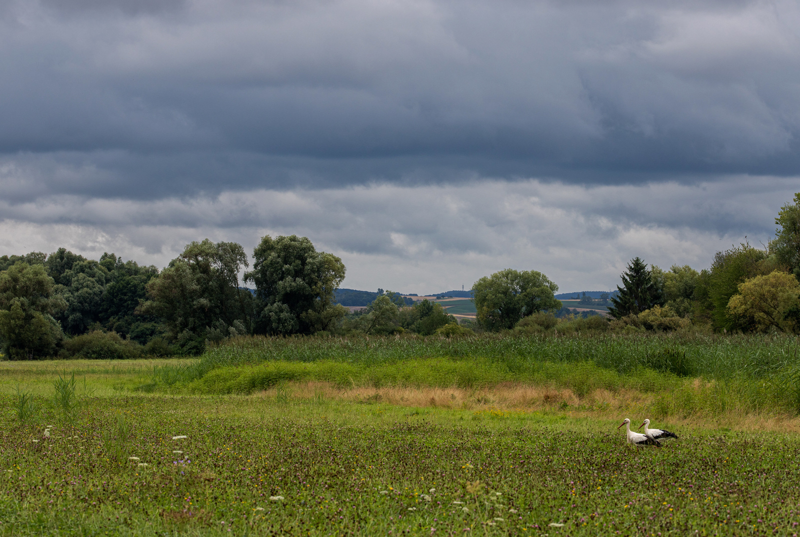 Vormittagsspaziergang