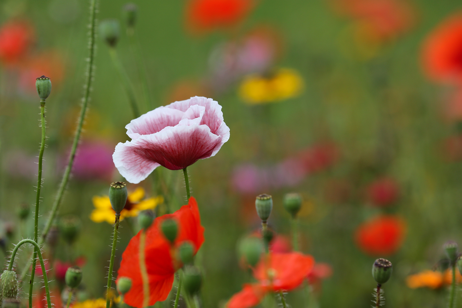 Vor.Mittwochsblümchen