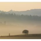 Vorn der Baum, ganz hinten das Schloß