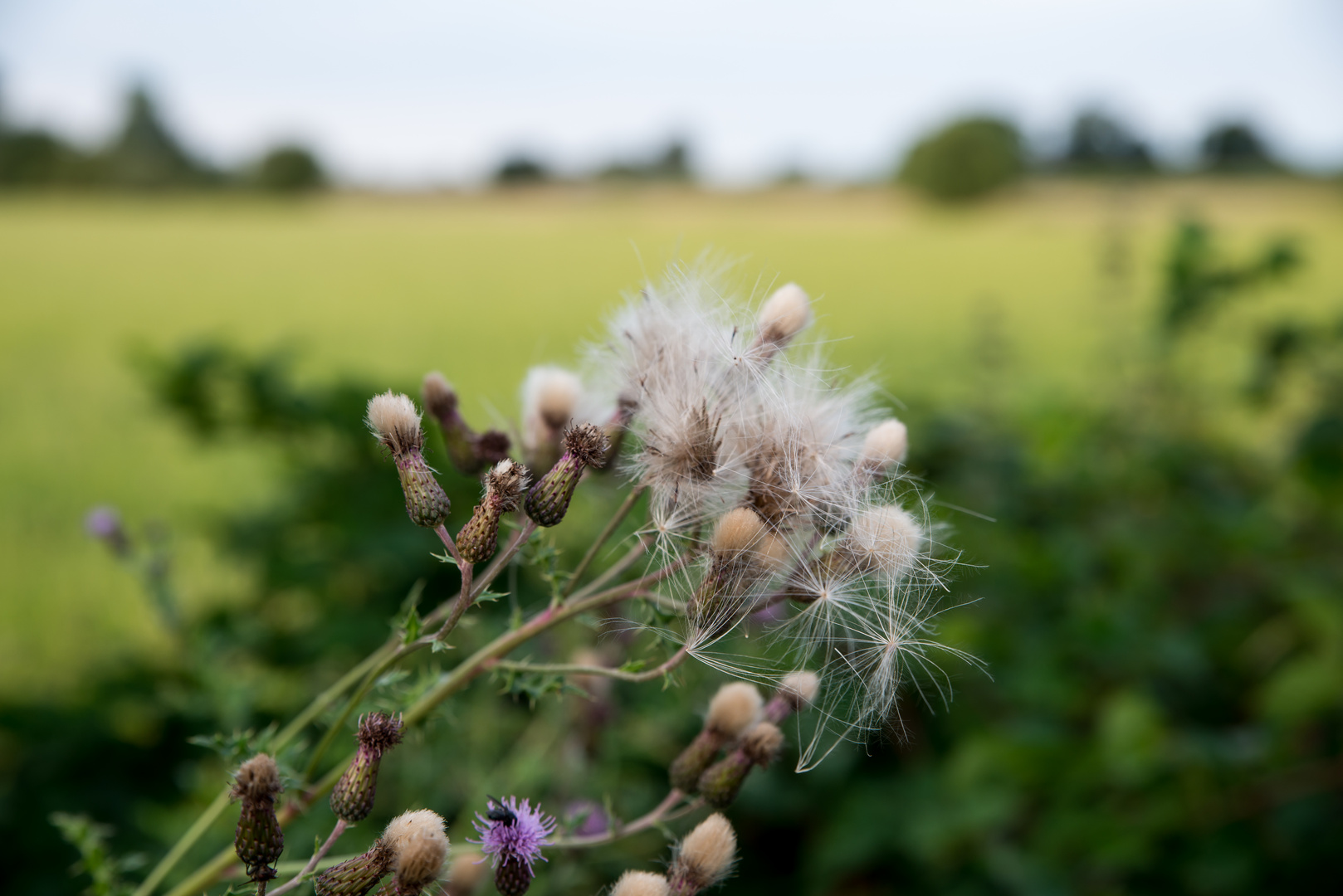 Vorn Distel, hinten Aquarell