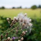 Vorn Distel, hinten Aquarell