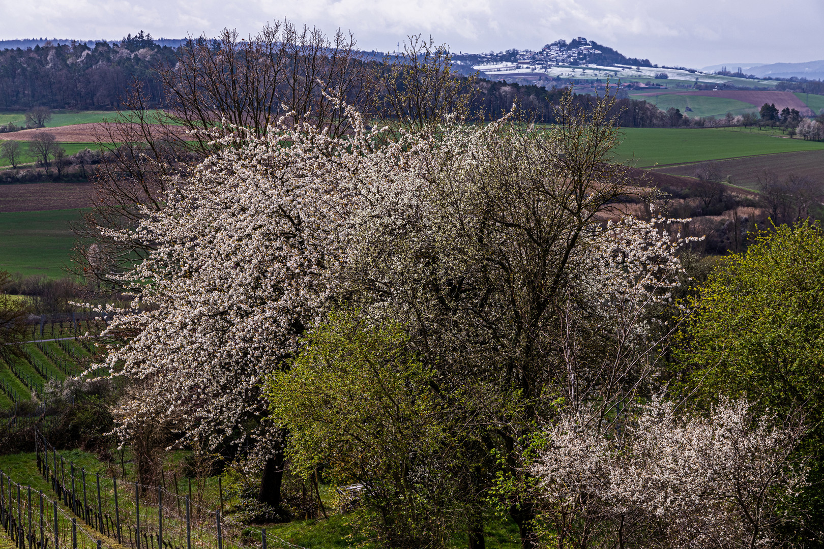 Vorne Frühling