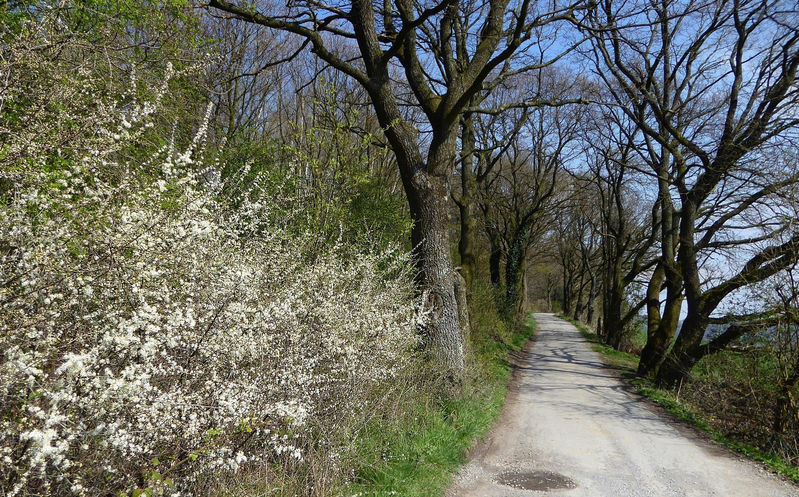 Vorne Frühling, hinten noch winterliche Bäume