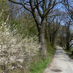 Vorne Frühling, hinten noch winterliche Bäume