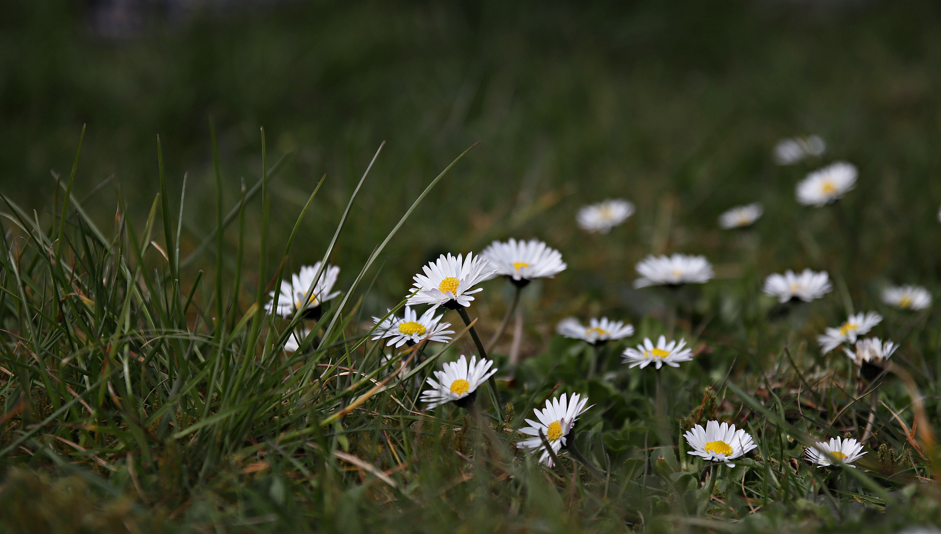 vorne im Rasen