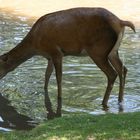 Vorne Rein-Hinten Raus