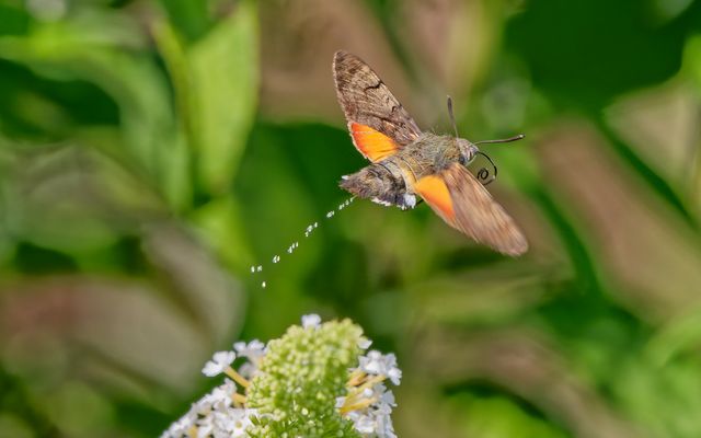 Vorne rein und hinten raus