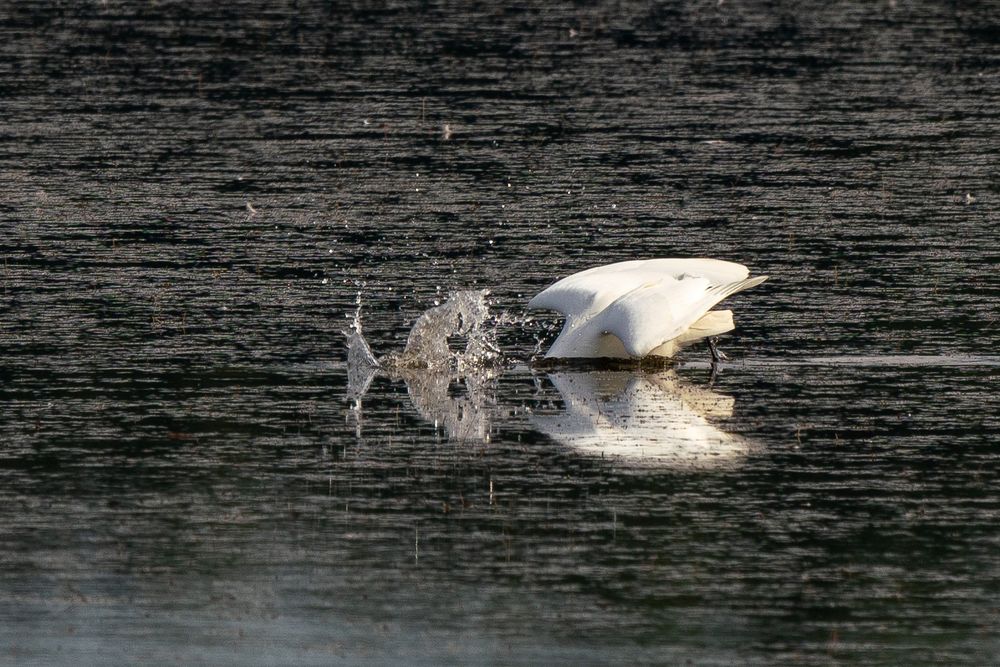 vornehmer Silberreiher (mit Fliege)