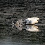 vornehmer Silberreiher (mit Fliege)