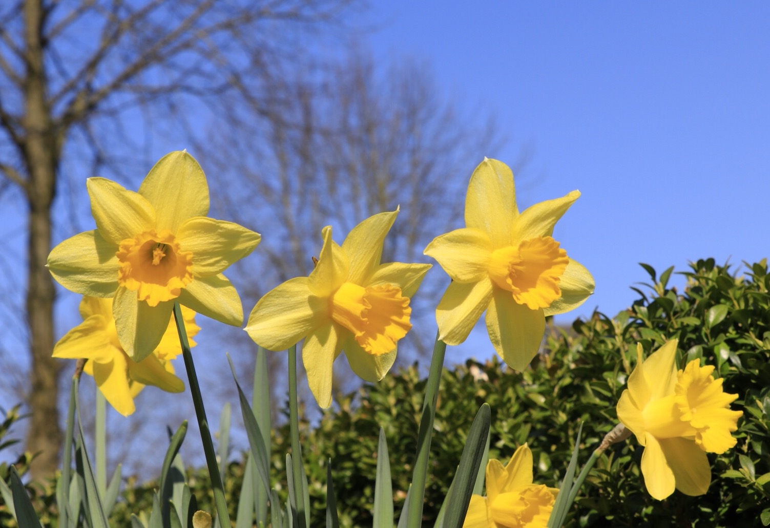 Vorösterliche Gartengrüße