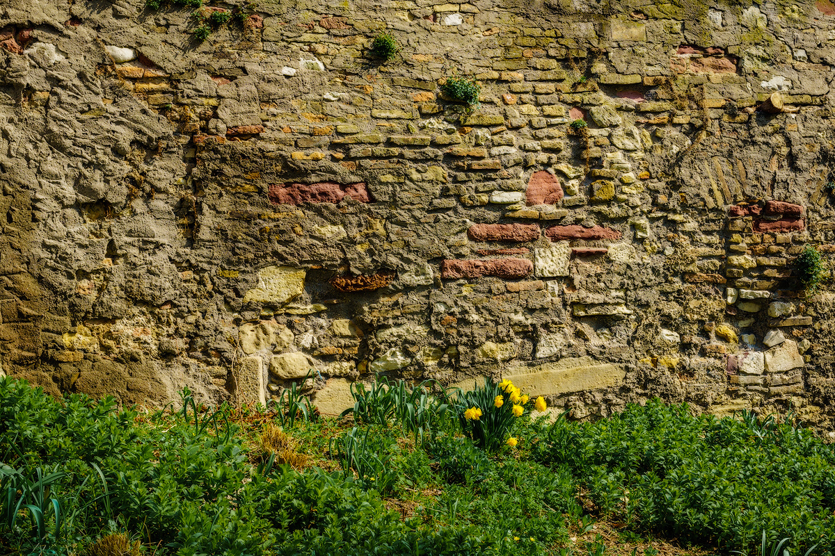 Vorösterliches Mauerblümchen