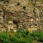 Vorösterliches Mauerblümchen