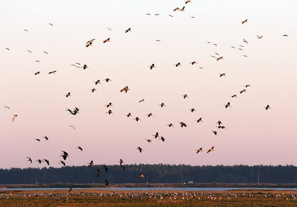 "Vorpommersche Boddenlandschaft - Anflug der Kraniche zu den Ruheplätzen"