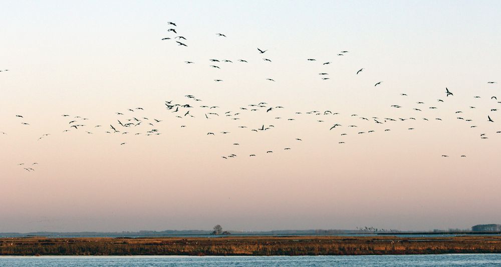 Vorpommersche Boddenlandschaft, Darßt, Insel "Der Zirr", Barth, Kraniche