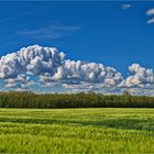 Vorpommersche Landschaft - Nicht nur Gelb, dominiert die Welt...  