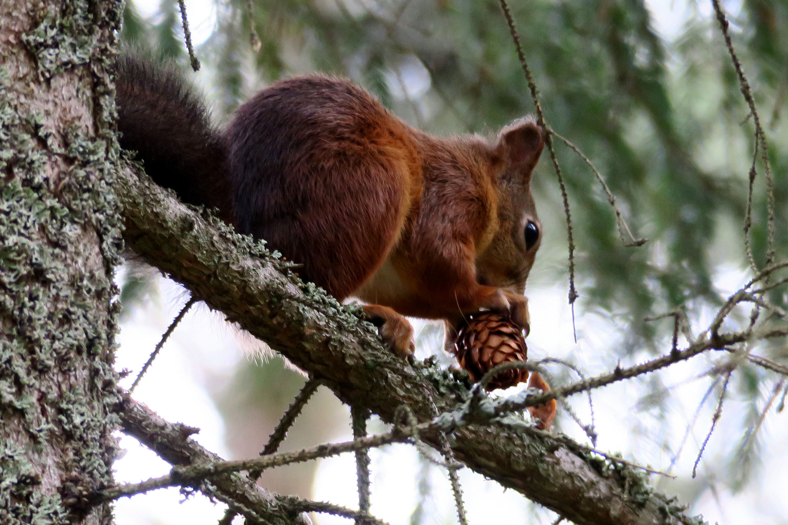 Vorrat für den Winter.................. Foto &amp; Bild | tiere, wald ...