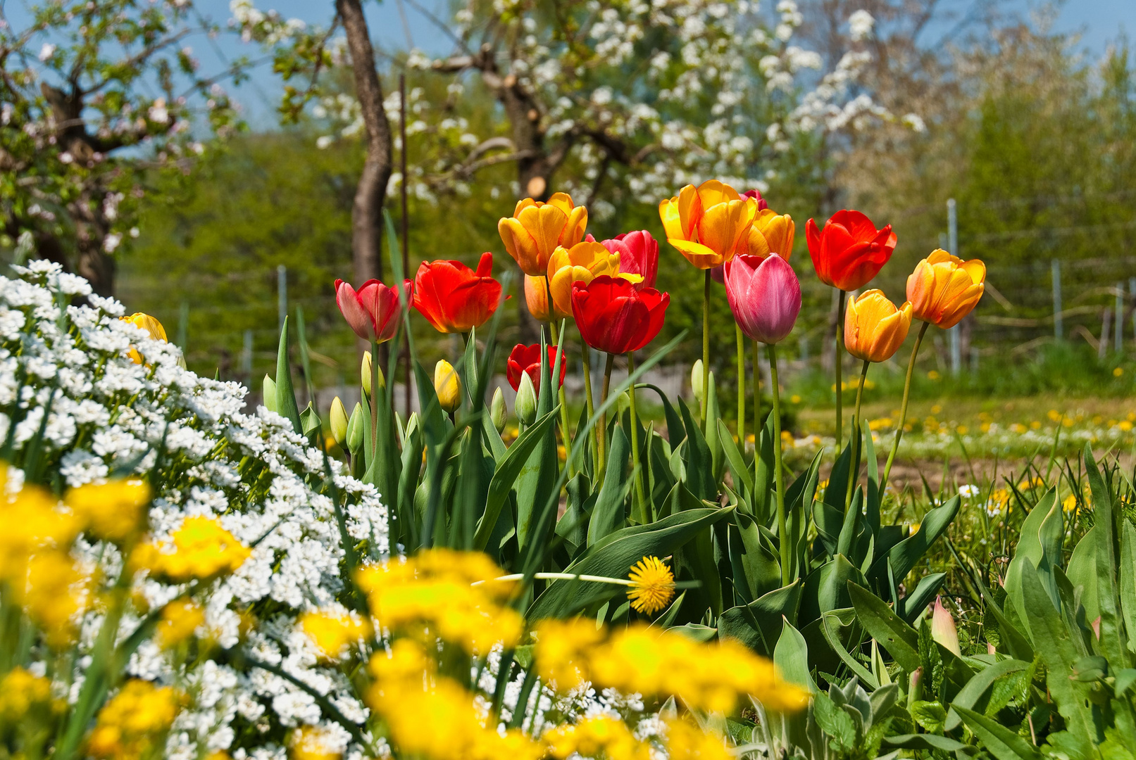 Vorschau auf den Frühling