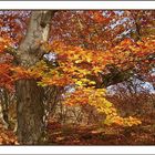 Vorschau auf den Herbst