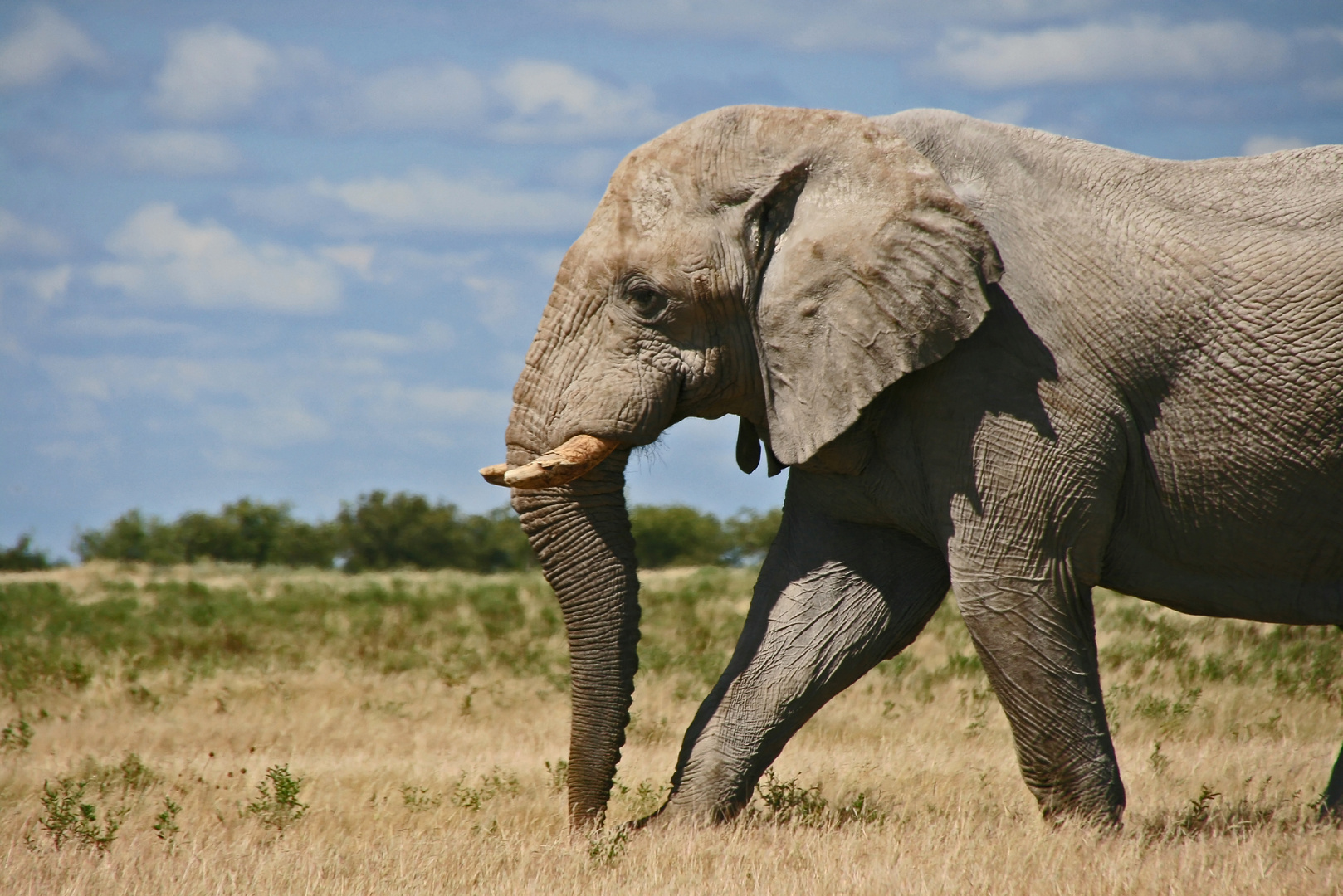 Vorschau auf Etosha